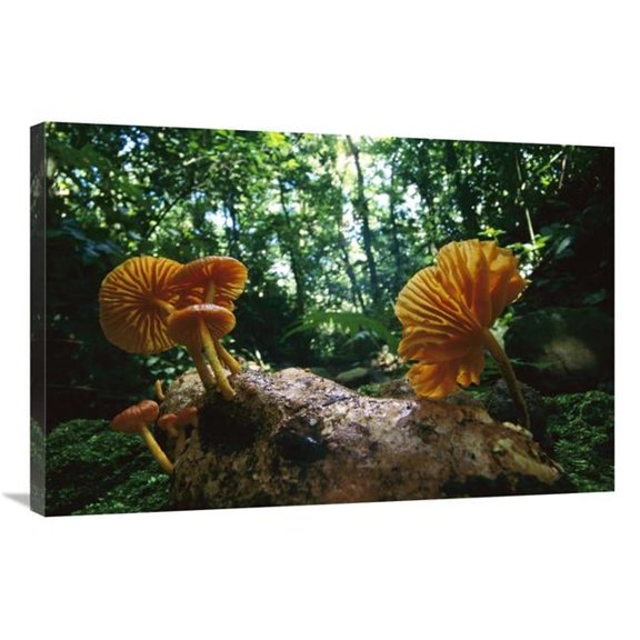 24 x 36 in. Gill Mushroom Group on Log, Barro Colorado Island, Panama Art Print - Christian Ziegler