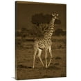 thumbnail image 1 of 24 x 36 in. Giraffe Portrait, Kenya - Sepia Art Print - Tim Fitzharris, 1 of 1