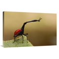 thumbnail image 1 of 24 x 36 in. Giraffe Weevil, Analamazoatra Special Reserve or Perinet, Madagascar Art Print - Pete Oxford, 1 of 1