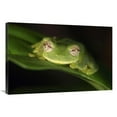 thumbnail image 1 of 24 x 36 in. Glass Frog, Sierra Nevada De Santa Marta, Colombia Art Print - Cyril Ruoso, 1 of 1