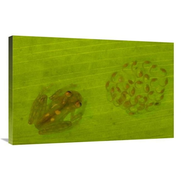 24 x 36 in. Glass Frog with Egg-Clutch & Tadpoles Under Leaf, Choco Rainforest, Ecuador Art Print - Pete Oxford