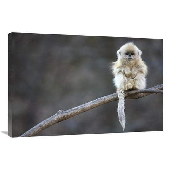 24 x 36 in. Golden Snub-Nosed Monkey Juvenile, Qinling Mountains, China Art Print - Cyril Ruoso
