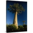 thumbnail image 1 of 24 x 36 in. Grandidiers Baobab Trees, Madagascar Art Print - Konrad Wothe, 1 of 1