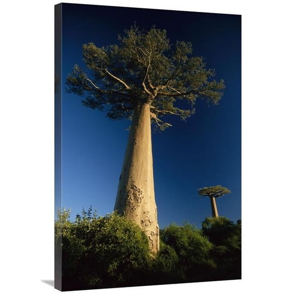24 x 36 in. Grandidiers Baobab Trees, Madagascar Art Print - Konrad Wothe