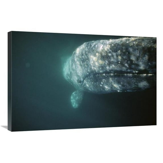 24 x 36 in. Gray Whale Curious Adult Investigating Underside of Boat, Baja, Mexico Art Print - Tui De Roy