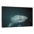 thumbnail image 1 of 24 x 36 in. Gray Whale Curious Adult Underwater, Magdalena Bay, Baja California, Mexico Art Print - Tui De Roy, 1 of 1