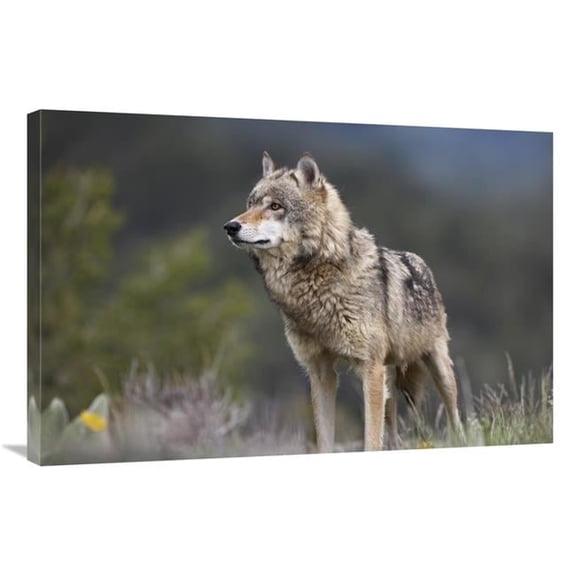 24 x 36 in. Gray Wolf, North America Art Print - Tim Fitzharris