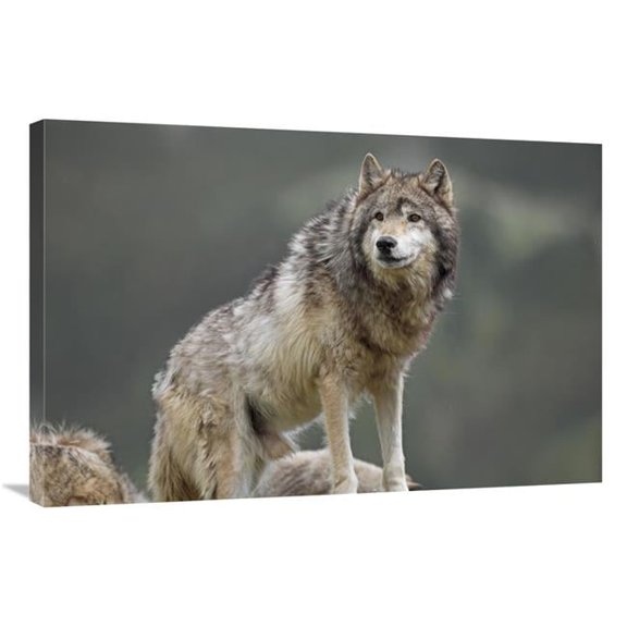 24 x 36 in. Gray Wolf, North America Art Print - Tim Fitzharris