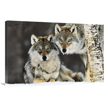 24 x 36 in. Gray Wolf Pair in the Snow, Norway Art Print - Jasper Doest