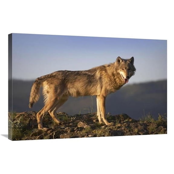 24 x 36 in. Gray Wolf Side VIew, North America Art Print - Tim Fitzharris