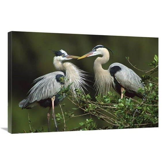 24 x 36 in. Great Blue Heron Pair, Florida Art Print - Tom Vezo