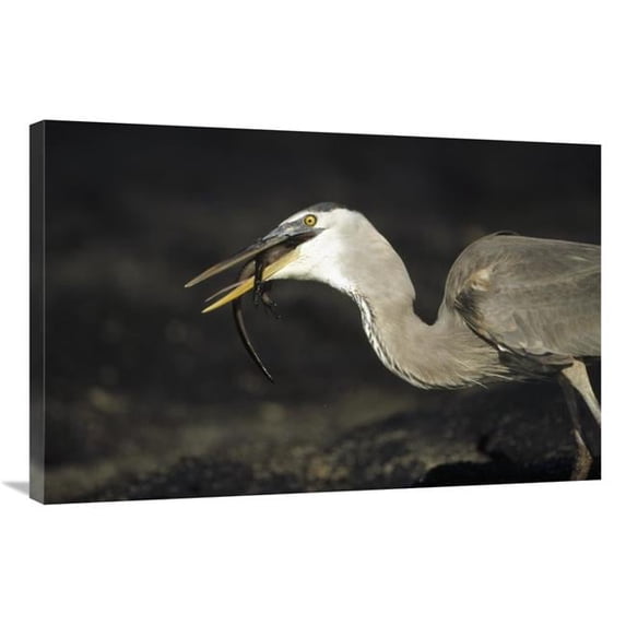 24 x 36 in. Great Blue Heron Preying on Hatchling Marine Iguana, Galapagos Islands Art Print - Tui De Roy