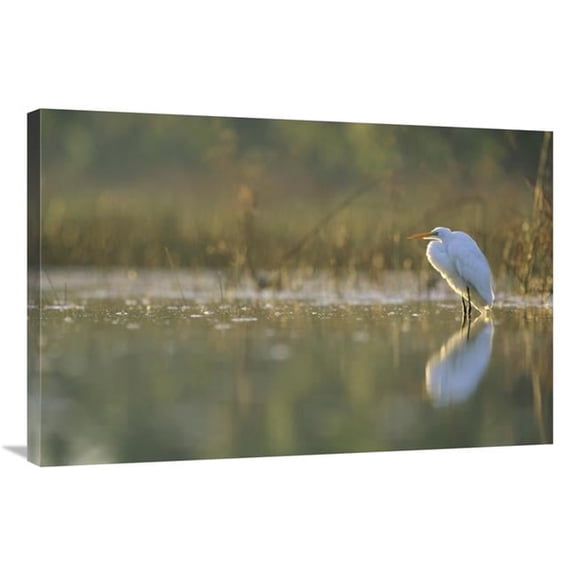 24 x 36 in. Great Egret Backlit in Marsh at Sunset, North America Art Print - Tim Fitzharris