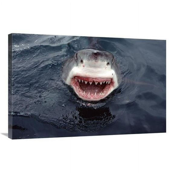 24 x 36 in. Great White Shark At Surface, South Australia Art Print - Mike Parry