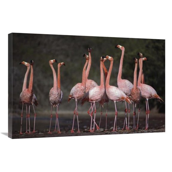 24 x 36 in. Greater Flamingo Synchronized Group Courtship Dance, Galapagos Islands Art Print - Tui De Roy