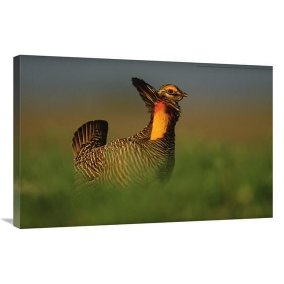 24 x 36 in. Greater Prairie Chicken Male in Courtship Display, Eagle Lake, Texas Art Print - Tim Fitzharris