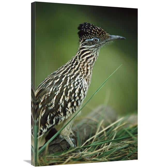 24 x 36 Greater Roadrunner Portrait, Native to Arid Southern