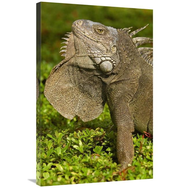 24 x 36 in. Green Iguana Flaring Dewlap in Threat Display, Seminario