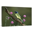 thumbnail image 1 of 24 x 36 in. Green Jay Perching, Rio Grande Valley, Texas Art Print - Tom Vezo, 1 of 1