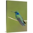 thumbnail image 1 of 24 x 36 in. Green Violet-Ear Hummingbird, Costa Rica Art Print - Steve Gettle, 1 of 1