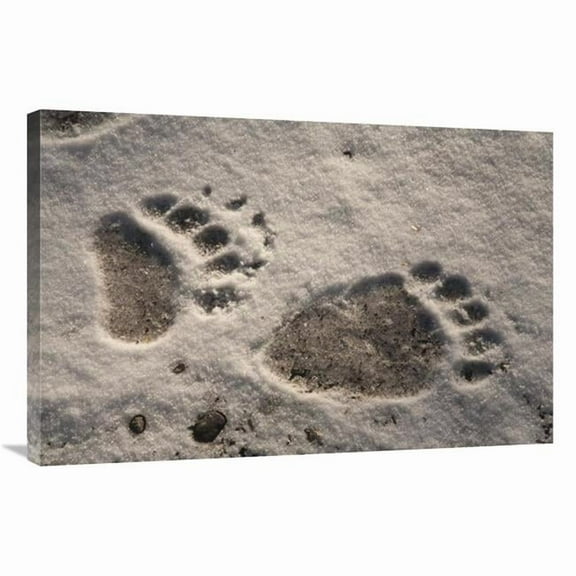 24 x 36 in. Grizzly Bear Front & Back Paw Prints, Katmai National Park, Alaska Art Print - Matthias Breiter