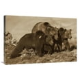 thumbnail image 1 of 24 x 36 in. Grizzly Bear Mother with Two One Year Old Cubs, North America Art Print - Tim Fitzharris, 1 of 1