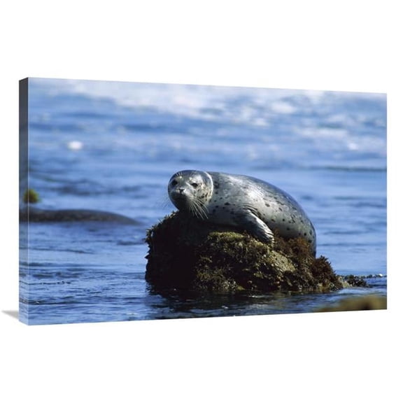 24 x 36 in. Harbor Seal Hauled Out on A Rock Pacific Coast, North America Art Print - Gerry Ellis