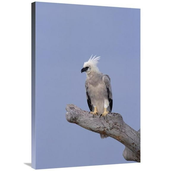 24 x 36 in. Harpy Eagle Juvenile Silk-Cotton Tree, Peru Art Print - Tui De Roy