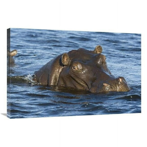 24 x 36 in. Hippopotamus, Northern Botswana Art Print - Suzi Eszterhas