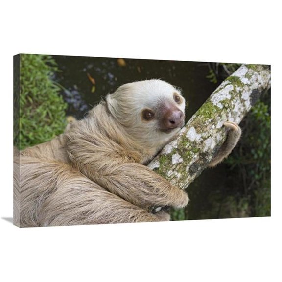 24 x 36 in. Hoffmanns Two-Toed Sloth, Aviarios Sloth Sanctuary, Costa Rica Art Print - Suzi Eszterhas