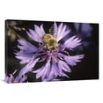 thumbnail image 1 of 24 x 36 in. Honey Bee Collecting Pollen on Purple Flower, Germany Art Print - Konrad Wothe, 1 of 1