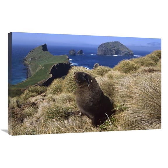 24 x 36 in. Hookers Sea Lion Bull Searching for Females Hiding in Grass, Auckland Islands Art Print - Tui De Roy