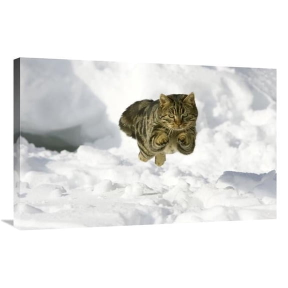 24 x 36 in. House Cat Male Jumping in Snow, Germany Art Print - Konrad Wothe