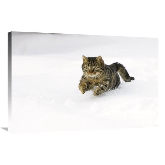 24 x 36 in. House Cat Male Running in Snow, Germany Art Print - Konrad Wothe