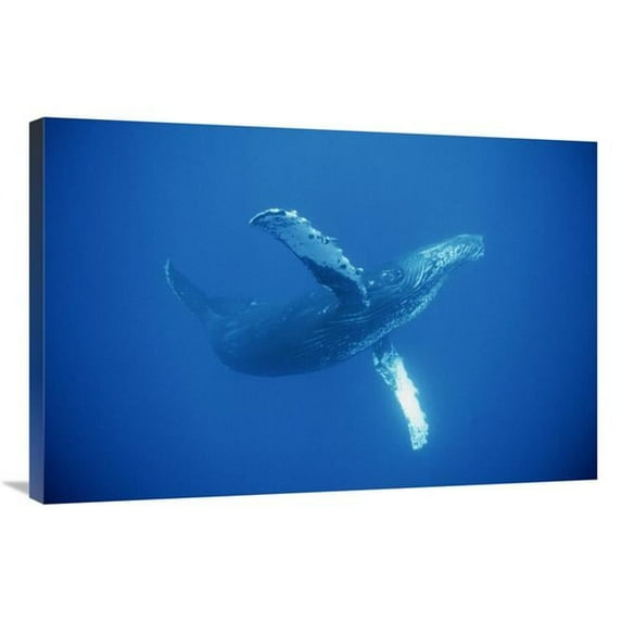 24 x 36 in. Humpback Whale Friendly, Maui, Hawaii Art Print - Flip Nicklin