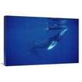 thumbnail image 1 of 24 x 36 in. Humpback Whale Friendly Singer Approaches Research Boat, Maui, Hawaii Art Print - Flip Nicklin, 1 of 1