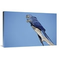 thumbnail image 1 of 24 x 36 in. Hyacinth Macaw Pair in Tree, Pantanal, Brazil Art Print - Tui De Roy, 1 of 1