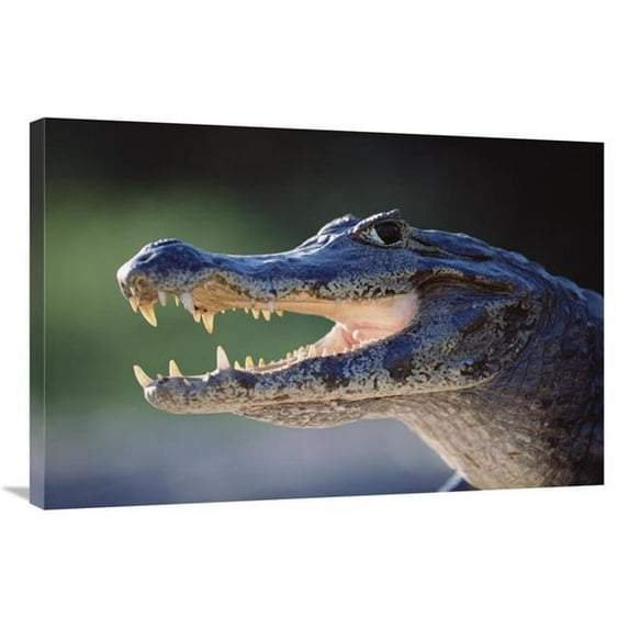 24 x 36 in. Jacare Caiman Portrait, Pantanal, Brazil Art Print - Tui De Roy