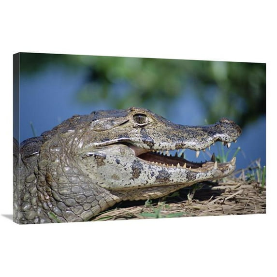 24 x 36 in. Jacare Caiman Portrait, Pantanal, Brazil Art Print - Tui De Roy