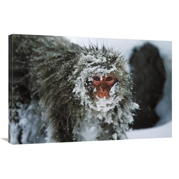 24 x 36 in. Japanese Macaque Covered in Snow, Japanese Alps Near Nagano, Japan Art Print - Konrad Wothe