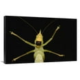 thumbnail image 1 of 24 x 36 in. Katydid Close-Up of Underside, Ecuador Art Print - Pete Oxford, 1 of 1