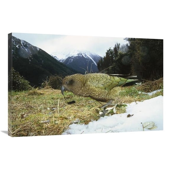 24 x 36 in. Kea Parrot in Alpine Scrub, Arthurs Pass National Park, New Zealand Art Print - Tui De Roy