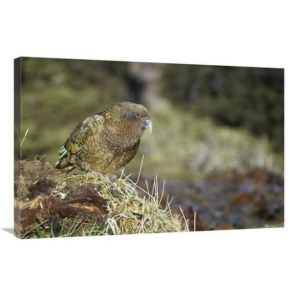 24 x 36 in. Kea Portrait, Arthurs Pass National Park, New Zealand Art Print - Tui De Roy
