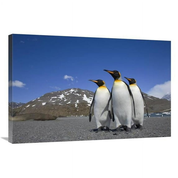 24 x 36 in. King Penguin Group on Beach, St. Andrews Bay, South Georgia Island Art Print - Ingo Arndt