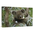 thumbnail image 1 of 24 x 36 in. Koala Male in Eucalyptus Tree, Eastern Forested Australia Art Print - Gerry Ellis, 1 of 1