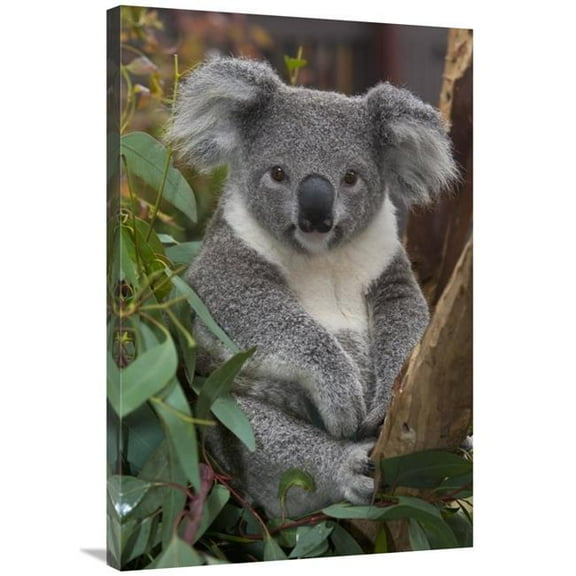 24 x 36 in. Koala, Native to Australia Art Print - San Diego Zoo