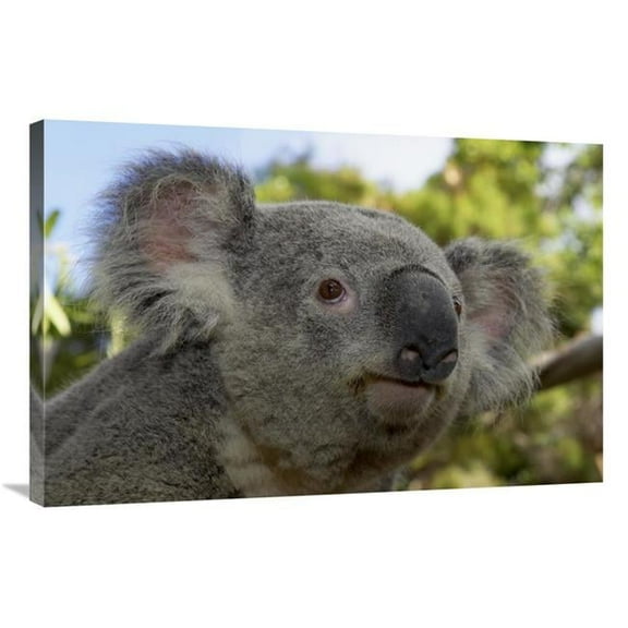 24 x 36 in. Koala Portrait, Native to Australia Art Print - San Diego Zoo