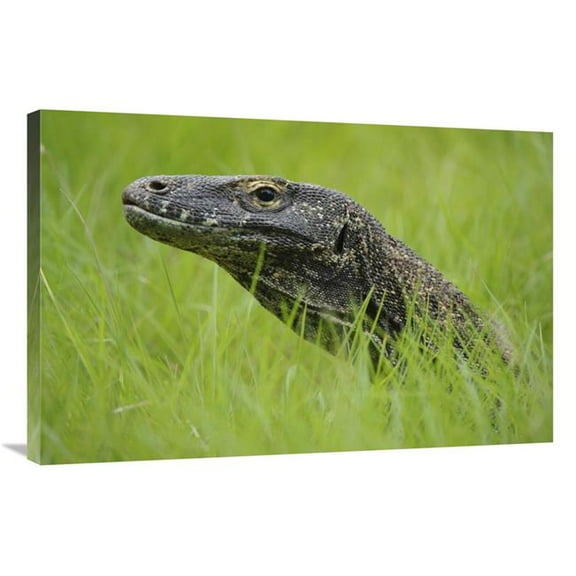 24 x 36 in. Komodo Dragon in Grass, Nusa Tenggara, Indonesia Art Print - Chien Lee