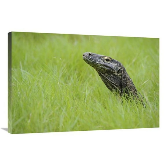 24 x 36 in. Komodo Dragon in Grass, Nusa Tenggara, Indonesia Art Print - Chien Lee