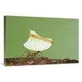 thumbnail image 1 of 24 x 36 in. Leafcutter Ant Carrying Leaf, Costa Rica Art Print - Steve Gettle, 1 of 1